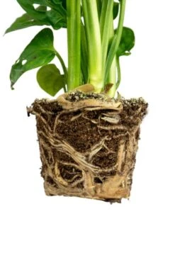 Monstera Adansonii - Stekje 8 Monstera Adansonii - Stekje -Groen Planten Shop monstera obliqua wortel