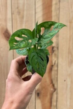 Monstera Adansonii - Stekje 9 Monstera Adansonii - Stekje -Groen Planten Shop monstera adansonii