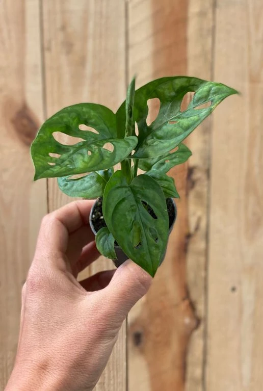 Monstera Adansonii - Stekje 6 Monstera Adansonii - Stekje - Afbeelding 4