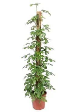 Monstera Minima Mosstok - Gatenplant