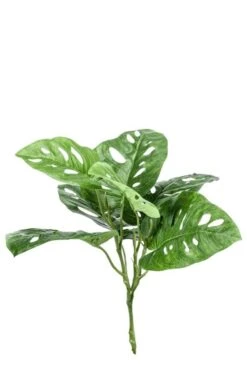 Monstera Monkey - Gatenplant