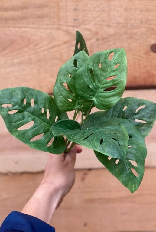 Monstera Monkey - Gatenplant 4 Monstera Monkey - Gatenplant - Afbeelding 2