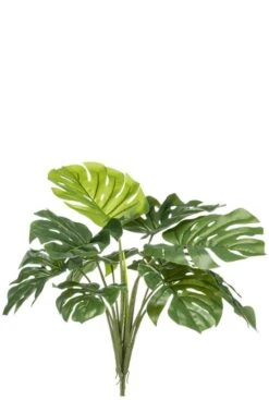 Monstera