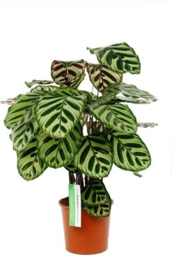 Calathea Makoyana - Pauwenplant