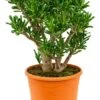 Crassula Gollum - Jade Plant -Groen Planten Shop mooie crassula gollum woonplanten aanschaffen