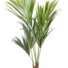 Kentia Palm 1 Kentia Palm -Groen Planten Shop mooie kunstplant palm