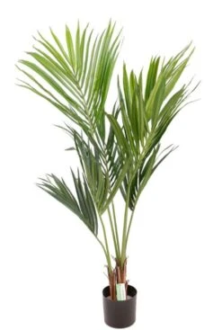 Kentia Palm