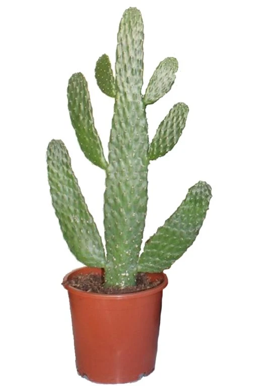 Groen Planten Shop 18 Groen Planten Shop -Groen Planten Shop opuntia consolea cactus 4