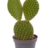 Opuntia Microdasys - Stekje -Groen Planten Shop opuntia microdasys yellow