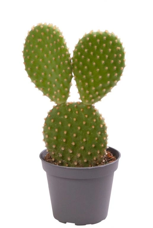 Groen Planten Shop 17 Groen Planten Shop -Groen Planten Shop opuntia microdasys yellow