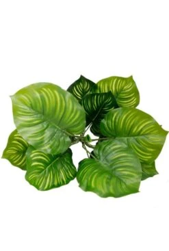 Calathea - Pauwenplant