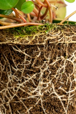 Peperomia Pepperspot - Stekje -Groen Planten Shop peperomia pepperspot closeup