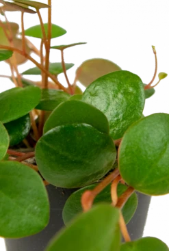 Groen Planten Shop 8 Groen Planten Shop -Groen Planten Shop peperomia pepperspots blad
