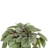Peperomia Milano - Krokodillentranen 1 Peperomia Milano - Krokodillentranen -Groen Planten Shop peperomia milano plant 1