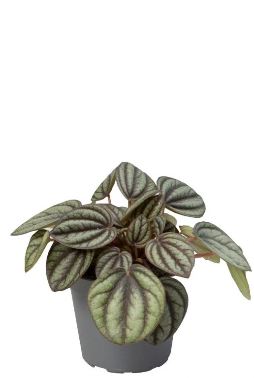 Peperomia Albovittata Piccolo Banda - Stekje 3 Peperomia Albovittata Piccolo Banda - Stekje