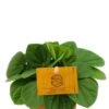 Peperomia Rana Verde - Krokodillentranen 2 Peperomia Rana Verde - Krokodillentranen -Groen Planten Shop peperomia rana verde