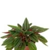 Peperomia Rosso - Krokodillentranen 1 Peperomia Rosso - Krokodillentranen -Groen Planten Shop peperomia rosso plant