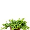 Peperomia Rotundifolia - Krokodillentranen 1 Peperomia Rotundifolia - Krokodillentranen -Groen Planten Shop peperomia rotundifolia