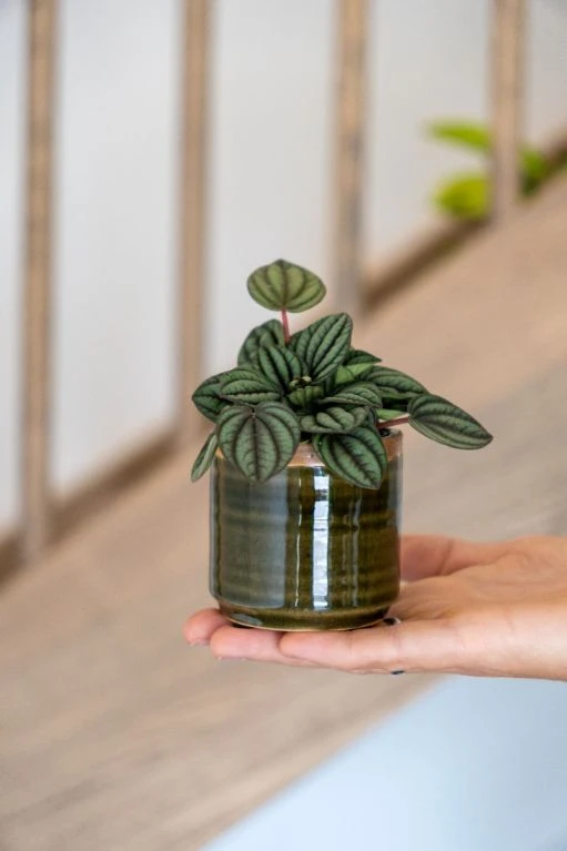 Peperomia Albovittata Piccolo Banda - Stekje 4 Peperomia Albovittata Piccolo Banda - Stekje - Afbeelding 2