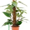 Philodendron Red Emerald 2 Philodendron Red Emerald -Groen Planten Shop philodendron red emerald dpred80