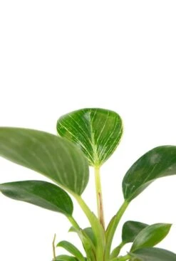 Philodendron White Measure (White Wave) - Stekje -Groen Planten Shop philodendron white measure closeup