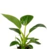 Philodendron White Measure (White Wave) - Stekje -Groen Planten Shop philodendron white measure stekje