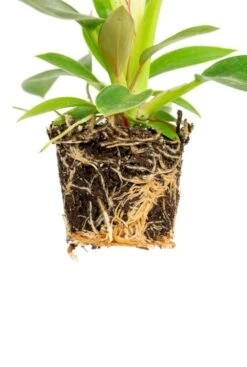 Philodendron White Measure (White Wave) - Stekje -Groen Planten Shop philodendron white measure wortels