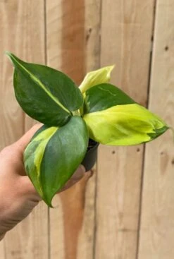 Philodendron Scandens Brasil - Stekje 7 Philodendron Scandens Brasil - Stekje -Groen Planten Shop philodendron brasil