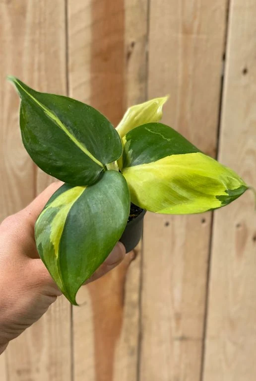 Philodendron Scandens Brasil - Stekje 5 Philodendron Scandens Brasil - Stekje - Afbeelding 3