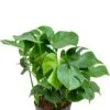 Monstera Deliciosa - Gatenplant 1 Monstera Deliciosa - Gatenplant -Groen Planten Shop philodendron gatenplant hydrocultuur 1