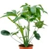 Philodendron Green Wonder 2 Philodendron Green Wonder -Groen Planten Shop philodendron green wonder plant