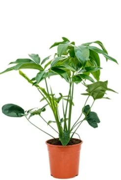 Philodendron Green Wonder