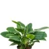 Philodendron Imperial Green