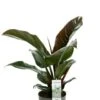 Philodendron Imperial Red -Groen Planten Shop philodendron imperial red kamerplant 3
