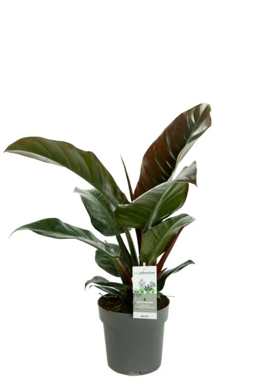 Philodendron Imperial Red 3 Philodendron Imperial Red