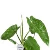 Philodendron Jose Buono 1 Philodendron Jose Buono -Groen Planten Shop philodendron jose buono