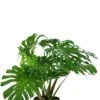 Philodendron Monstera Deliciosa - Gatenplant 2 Philodendron Monstera Deliciosa - Gatenplant -Groen Planten Shop philodendron monstera deliciosa 1
