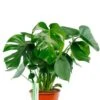 Monstera - Gatenplant -Groen Planten Shop philodendron monstera gatenplant