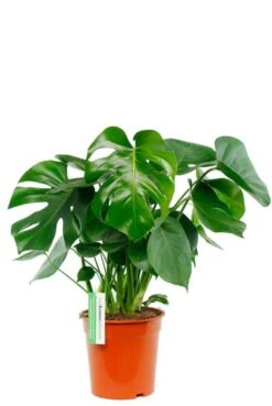 Monstera - Gatenplant