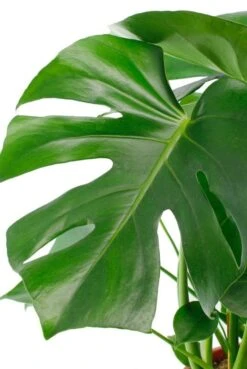Monstera - Gatenplant 9 Monstera - Gatenplant -Groen Planten Shop philodendron monstera grote bladeren