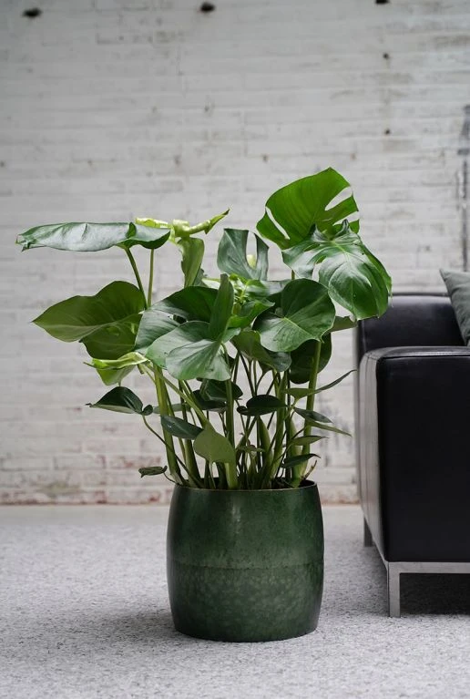 Monstera - Gatenplant 4 Monstera - Gatenplant - Afbeelding 2