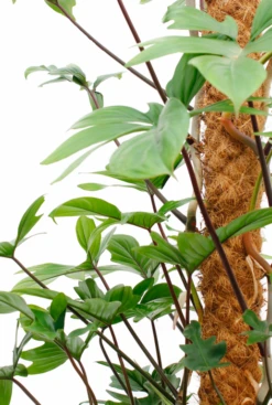 Philodendron Pedatum -Groen Planten Shop philodendron pedatum 2