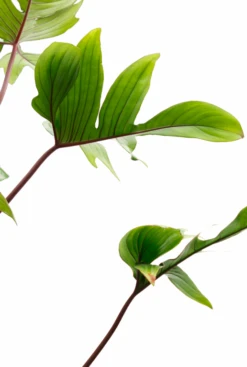 Philodendron Pedatum -Groen Planten Shop philodendron pedatum 3