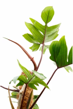 Philodendron Pedatum -Groen Planten Shop philodendron pedatum 4