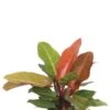 Philodendron Orange (Prince Of Orange) 2 Philodendron Orange (Prince Of Orange) -Groen Planten Shop philodendron prince of orange