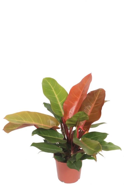 Philodendron Orange (Prince Of Orange) 3 Philodendron Orange (Prince Of Orange)