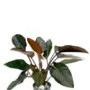 Philodendron Red Beauty -Groen Planten Shop philodendron red beauty kamerplant