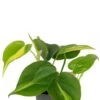 Philodendron Scandens Brasil - Stekje 1 Philodendron Scandens Brasil - Stekje -Groen Planten Shop philodendron scandens brasil 3