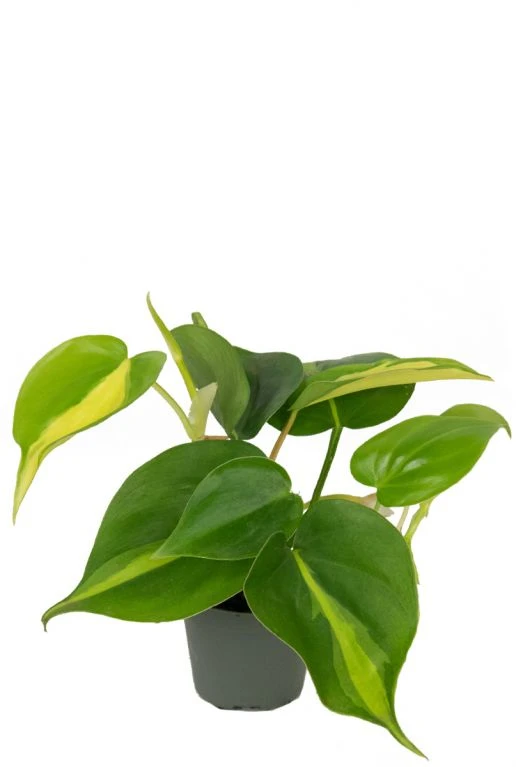 Philodendron Scandens Brasil - Stekje 3 Philodendron Scandens Brasil - Stekje