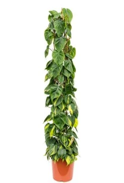 Philodendron Grand Brasil